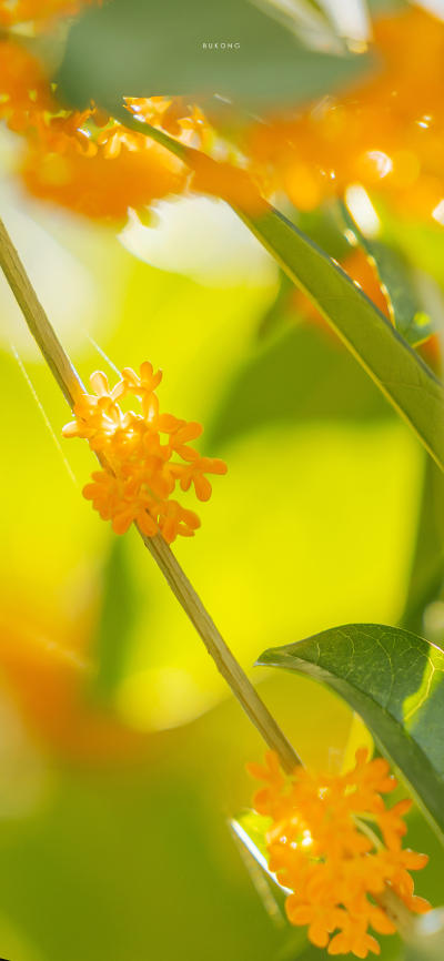 风景壁纸