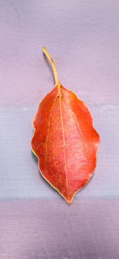 风景壁纸