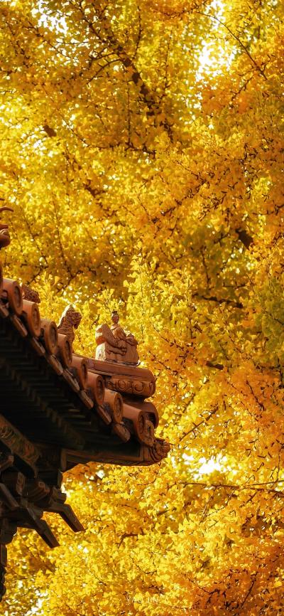 风景壁纸