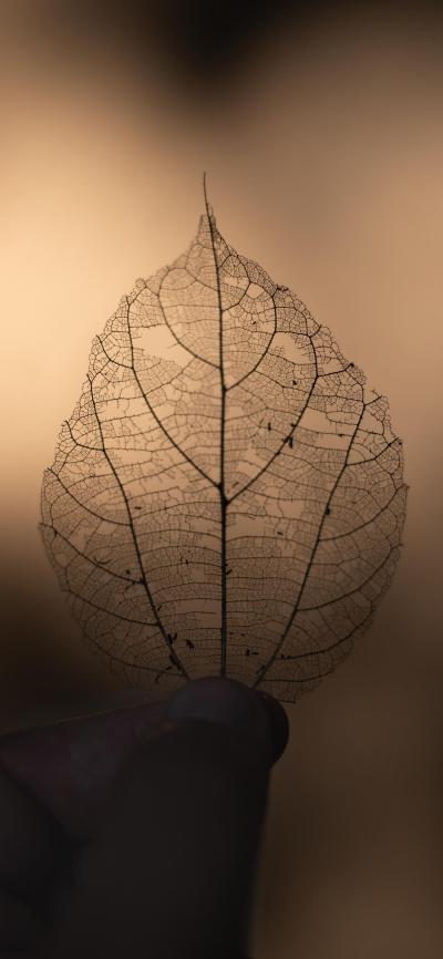 风景壁纸