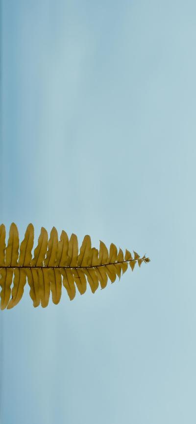 风景壁纸