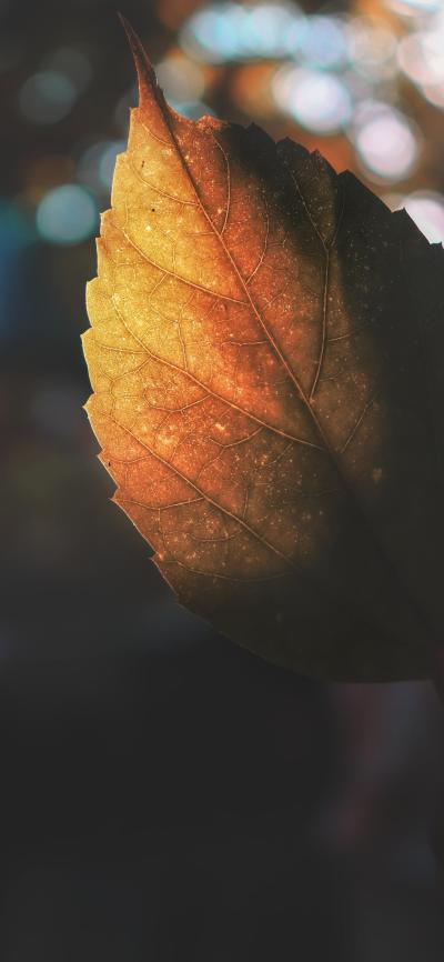风景壁纸