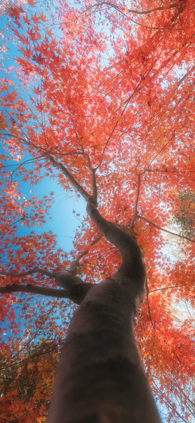 风景壁纸