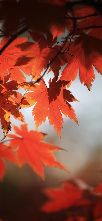 风景壁纸