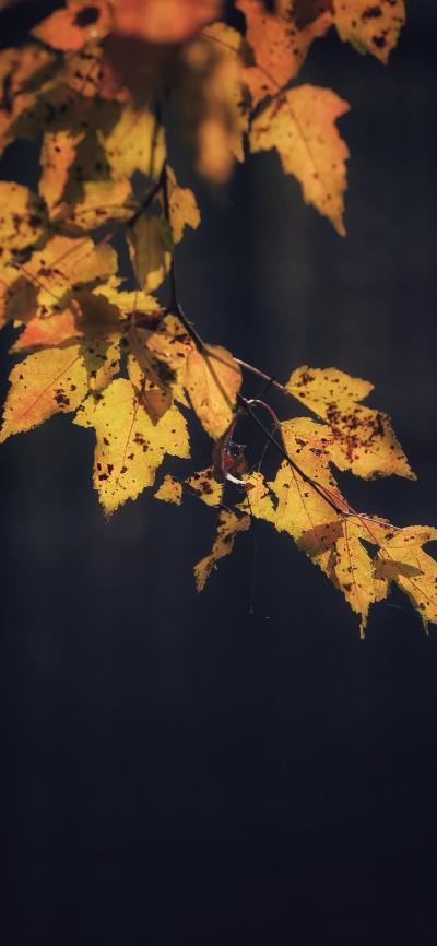 风景壁纸