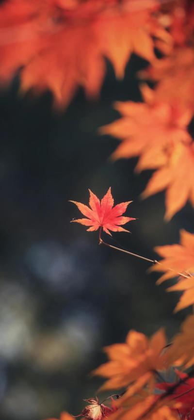 风景壁纸