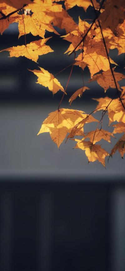 风景壁纸