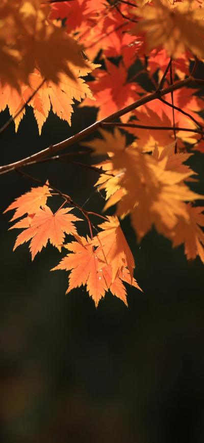 风景壁纸