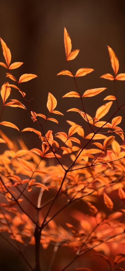 风景壁纸
