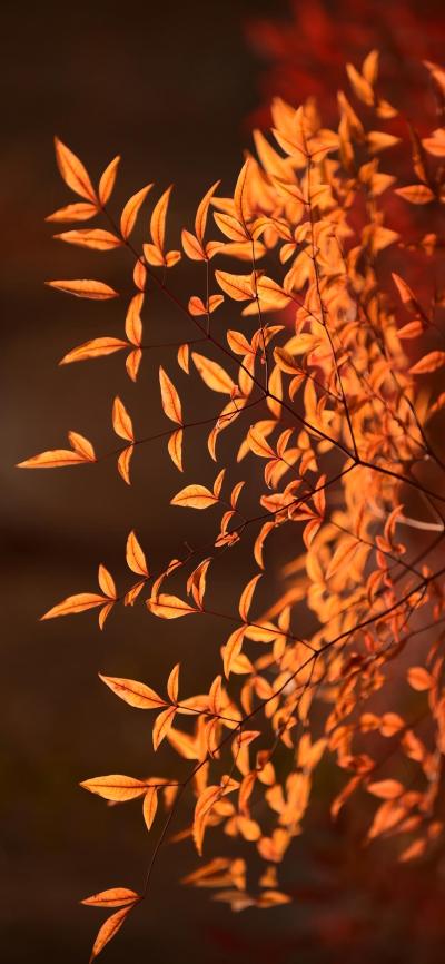 风景壁纸