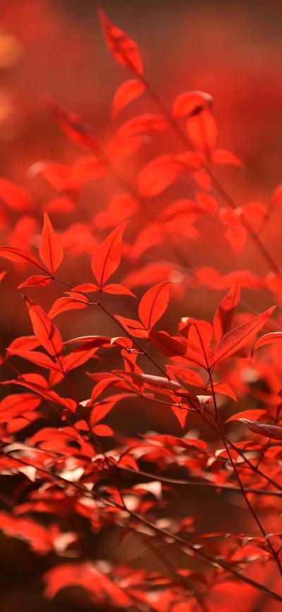 风景壁纸