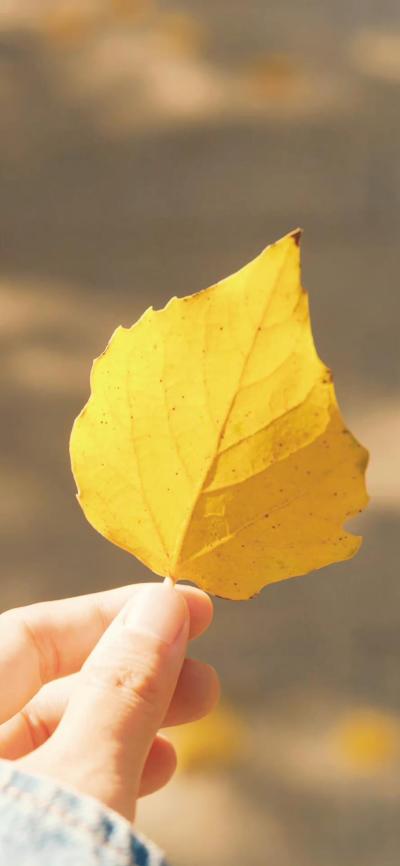 风景壁纸