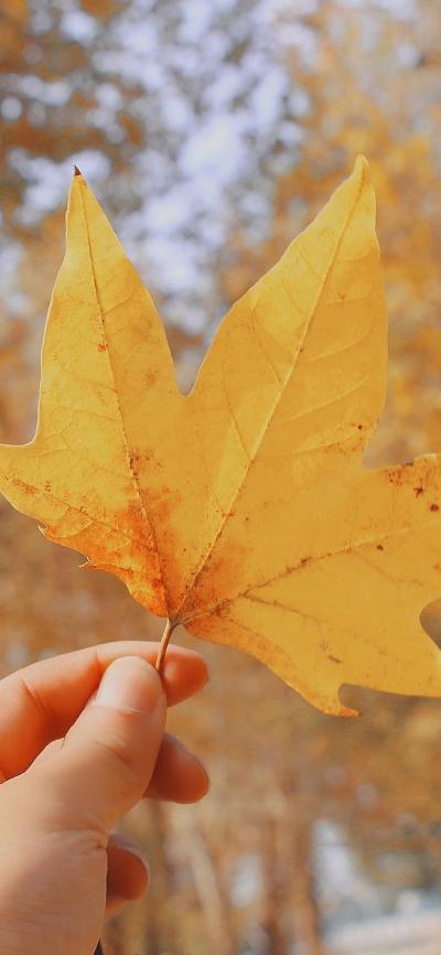 风景壁纸