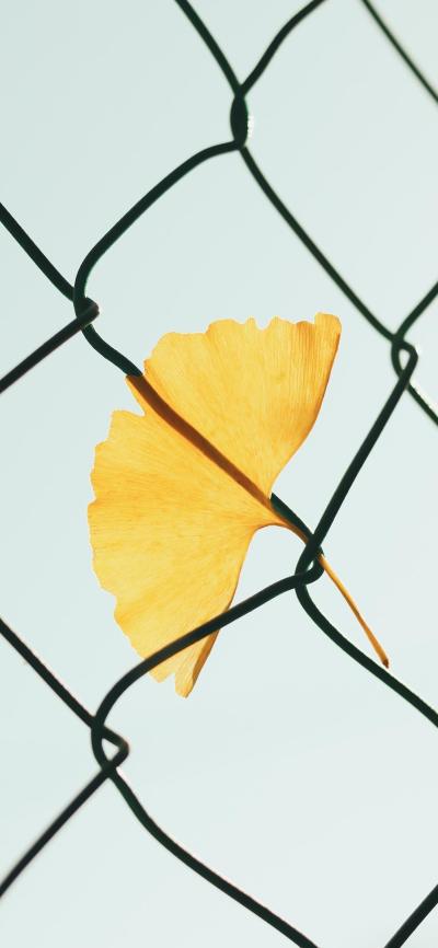 风景壁纸