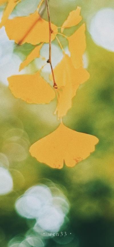 风景壁纸