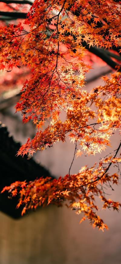 风景壁纸