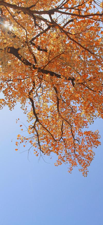 风景壁纸
