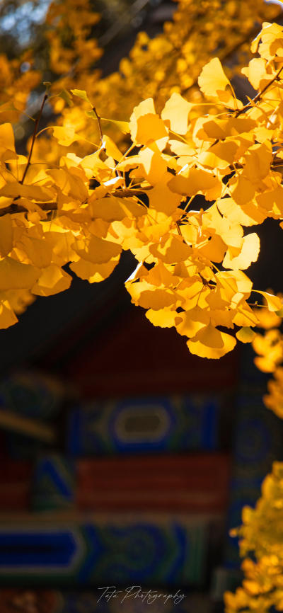 风景壁纸