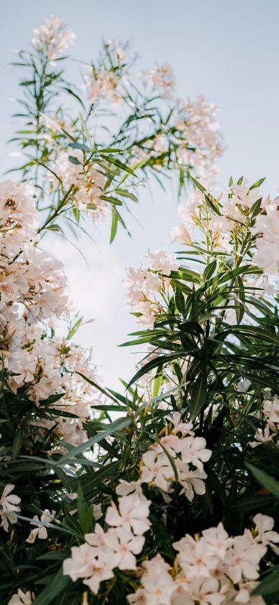 小清新壁纸
