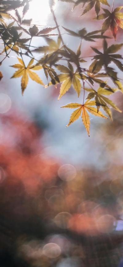风景壁纸