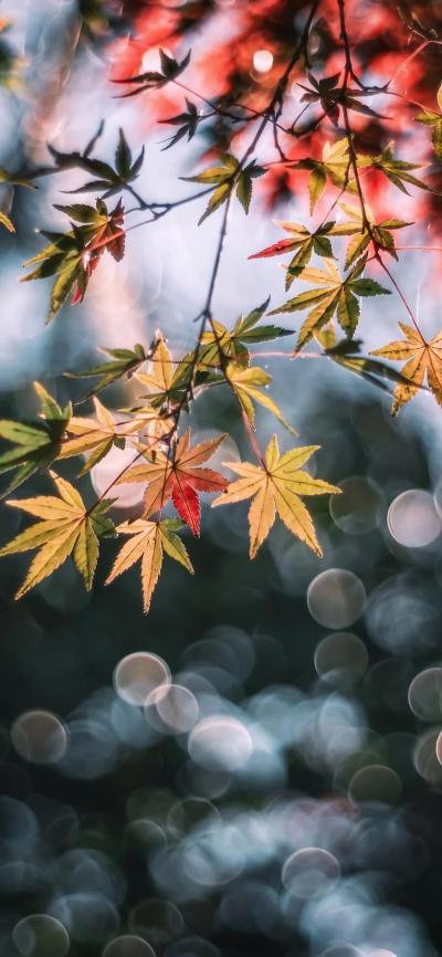 风景壁纸