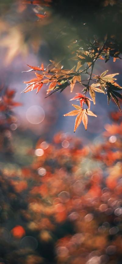 风景壁纸