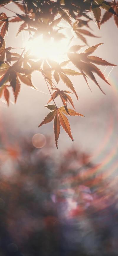 风景壁纸