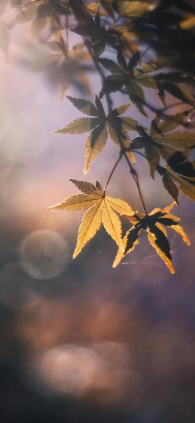 风景壁纸