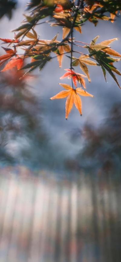 风景壁纸