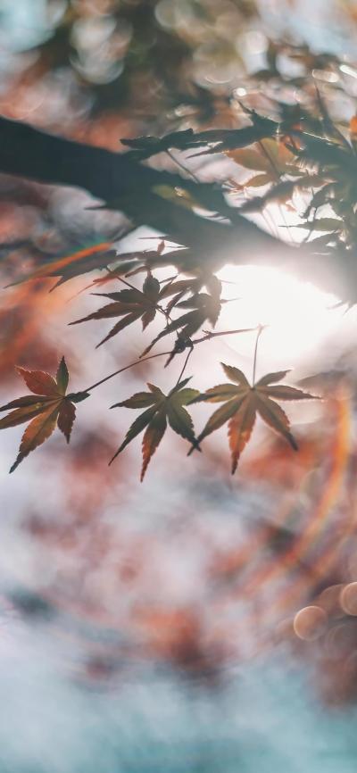 风景壁纸