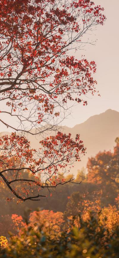 风景壁纸