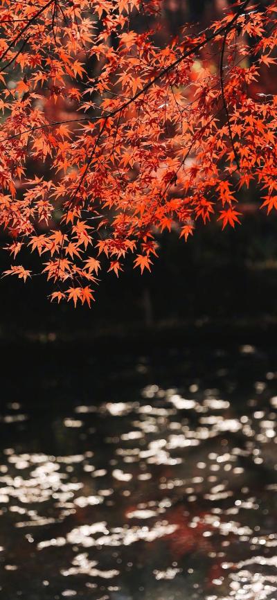 风景壁纸