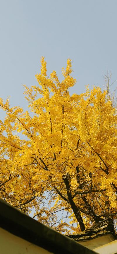 风景壁纸