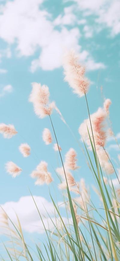 风景壁纸