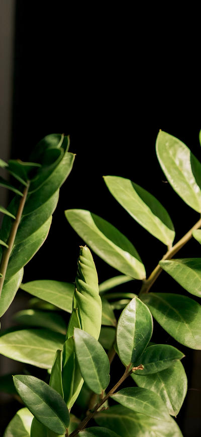 二次元壁纸