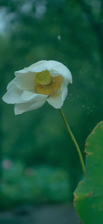 二次元壁纸