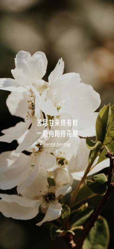 文案背景壁纸 温柔治愈语录文案壁纸时间煮雨,岁月缝花.以欢喜之心,慢度日长.