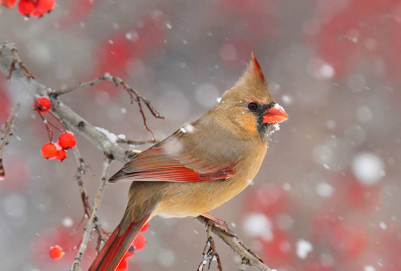 必应壁纸 2018年12月14日 一只雌性北美红雀