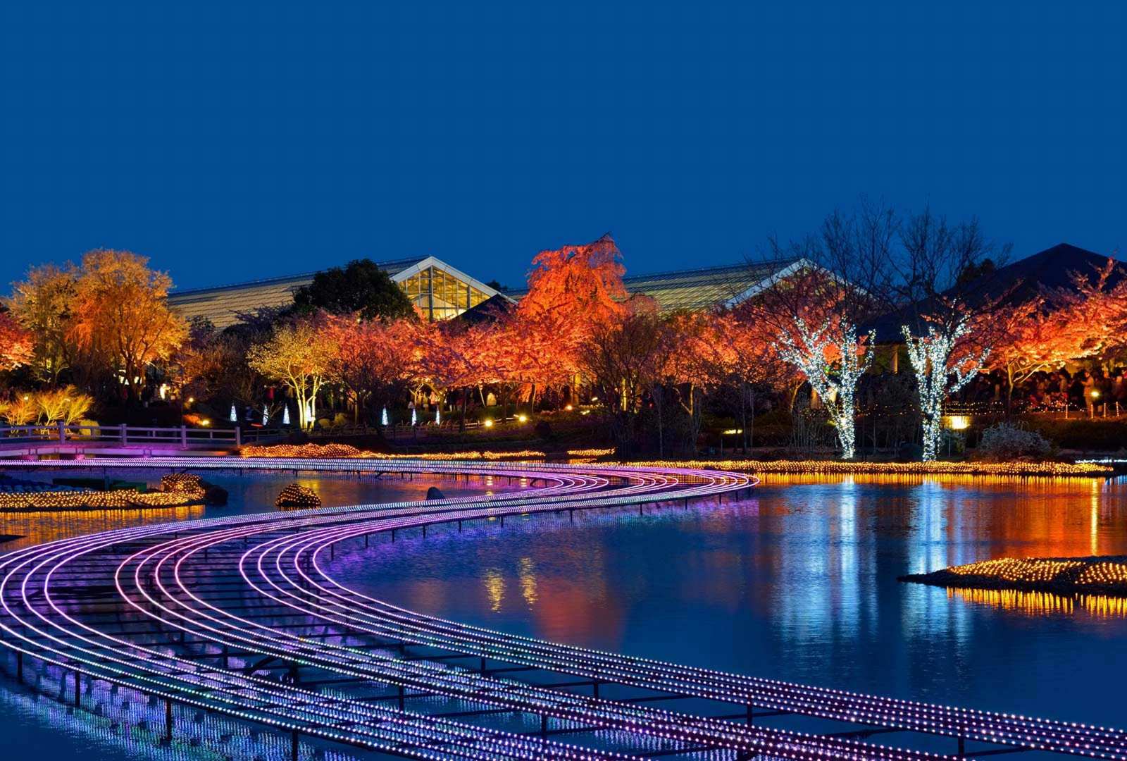 必应壁纸 2018年12月20日 名花之里冬季彩灯展，日本桑名市