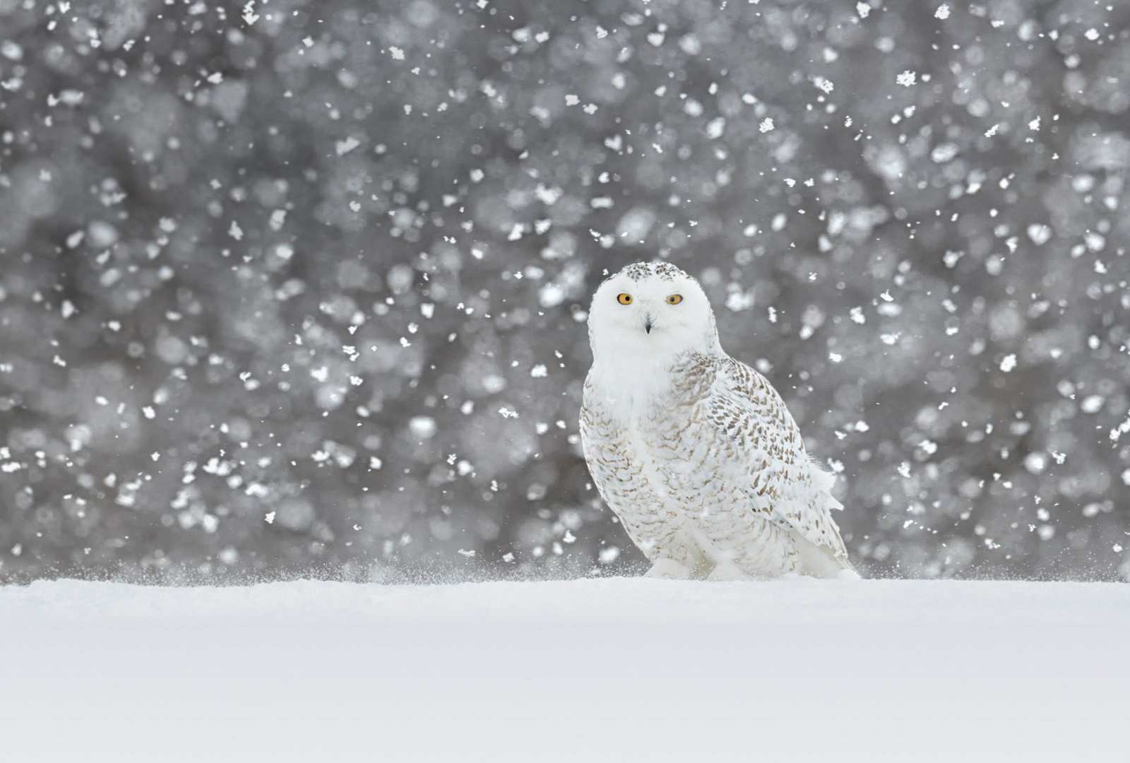 必应壁纸 2019年1月7日 一只在雪中驻立的雪鸮