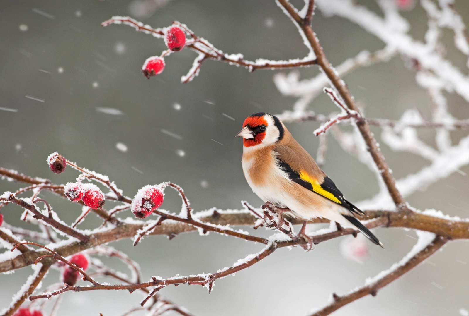 必应壁纸 2019年1月21日 一只欧洲金翅雀栖息在雪中的玫瑰果枝上