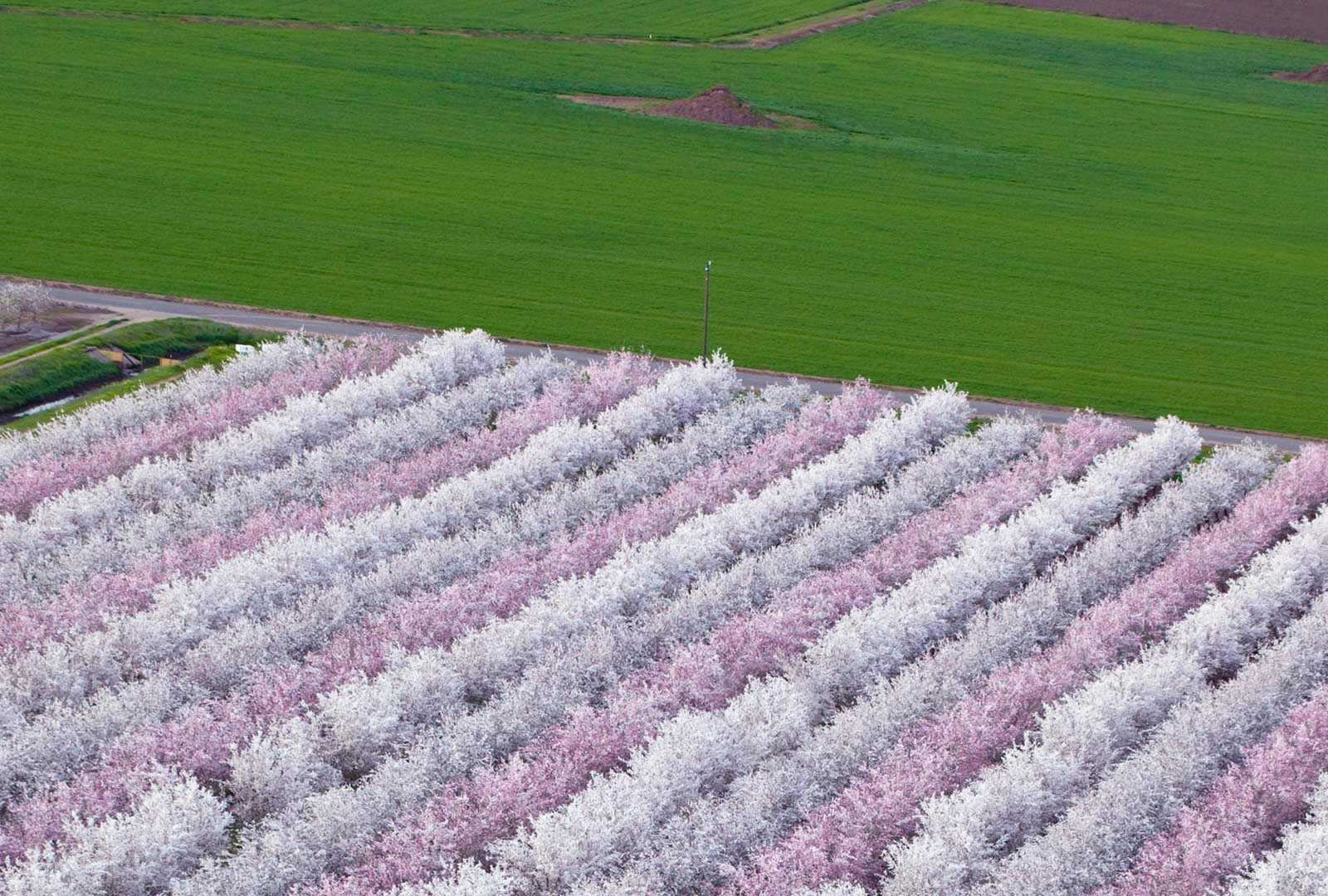必应壁纸 2019年2月9日 花团锦簇的扁桃果园，加利福尼亚州萨克拉门托山谷