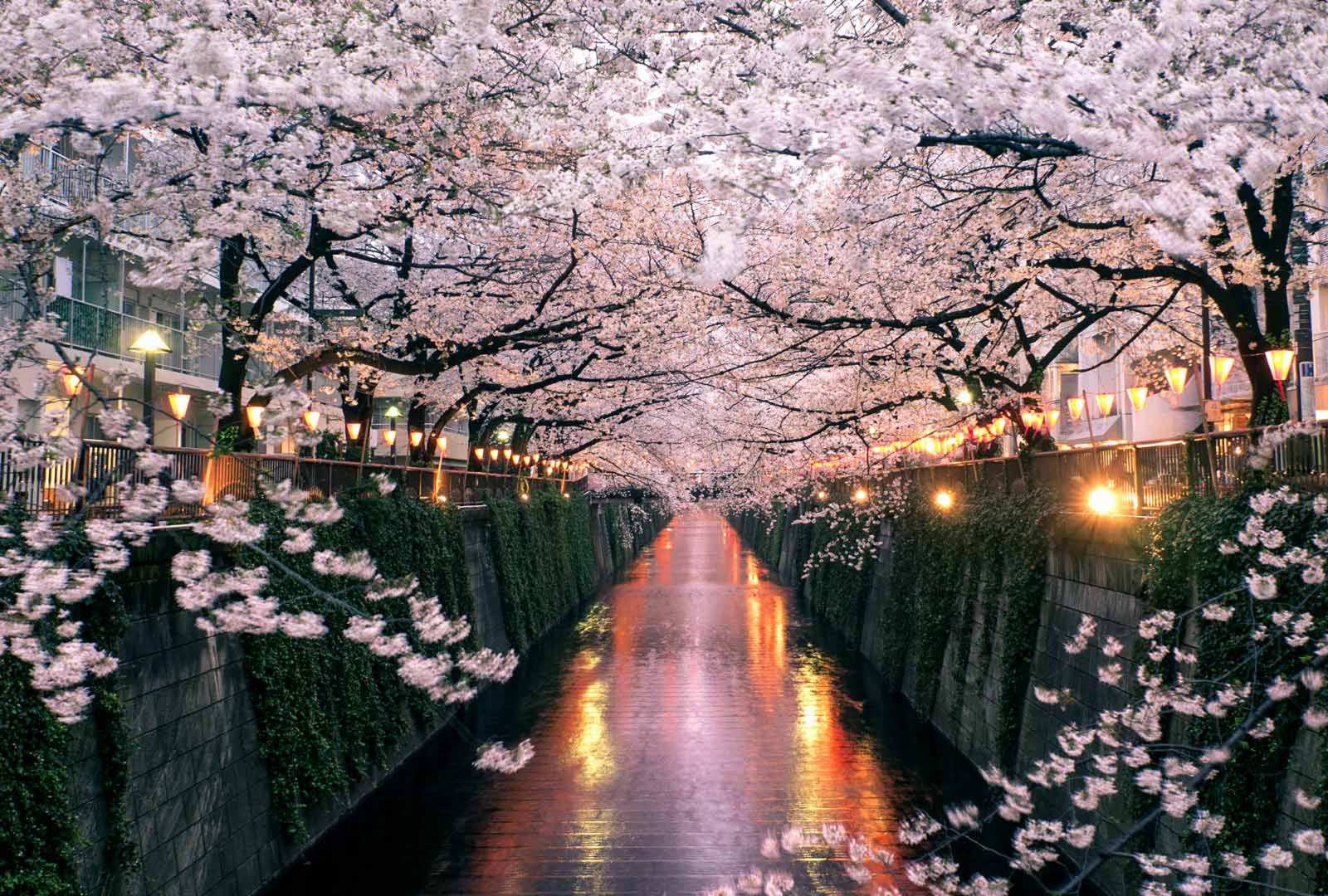 必应壁纸 2019年3月26日 目黑川上盛开的樱花，日本东京