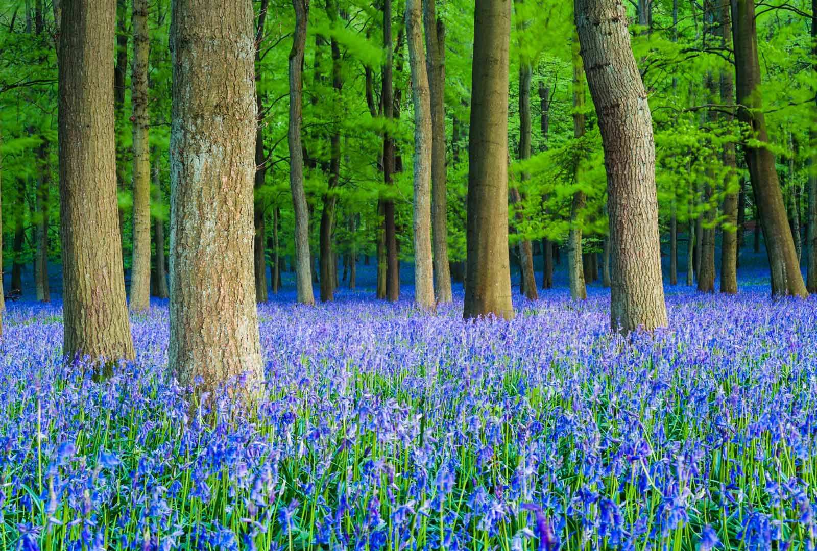 必应壁纸 2019年5月18日 山毛榉树林里的蓝铃花，英国赫特福德郡