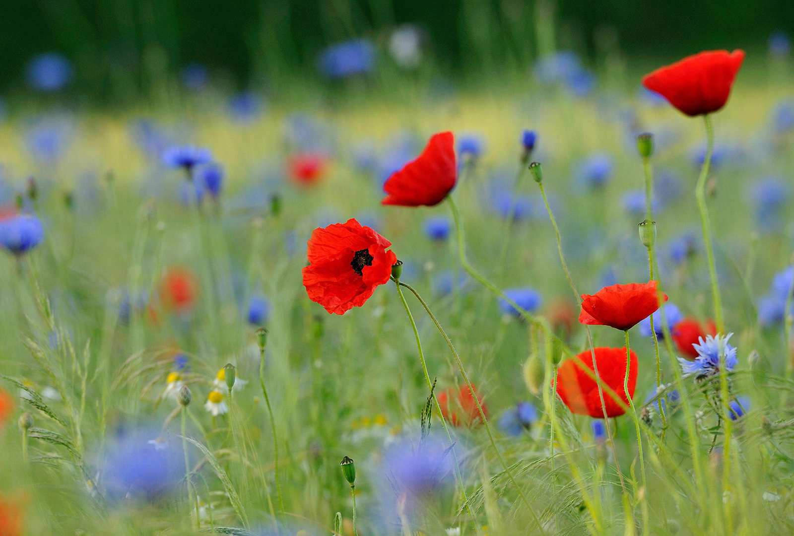 必应壁纸 2019年5月29日 草地上的罂粟和矢车菊，德国北莱茵-威斯特法伦州