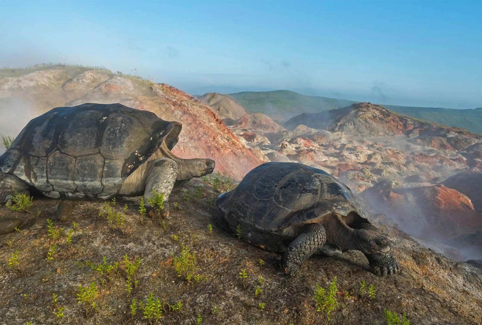 必应壁纸 2019年7月30日 阿尔塞多火山上的象龟，加拉帕戈斯群岛