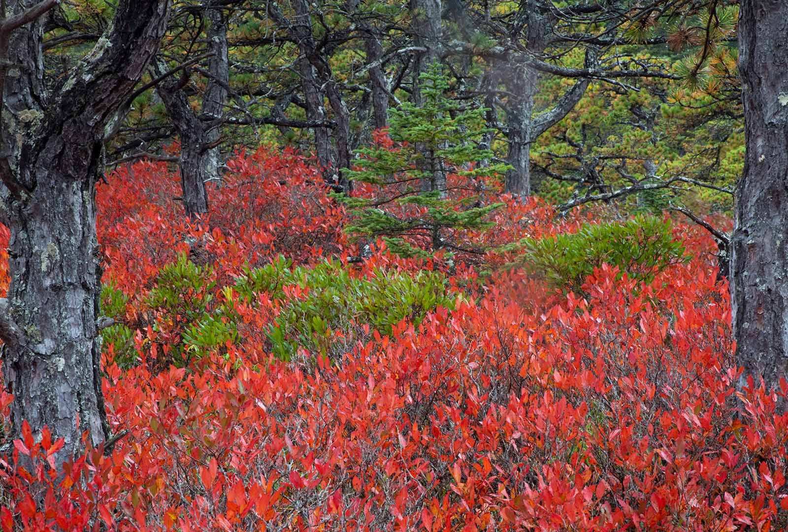必应壁纸 2019年10月16日 阿卡迪亚国家公园的高丛蓝莓植物，缅因州