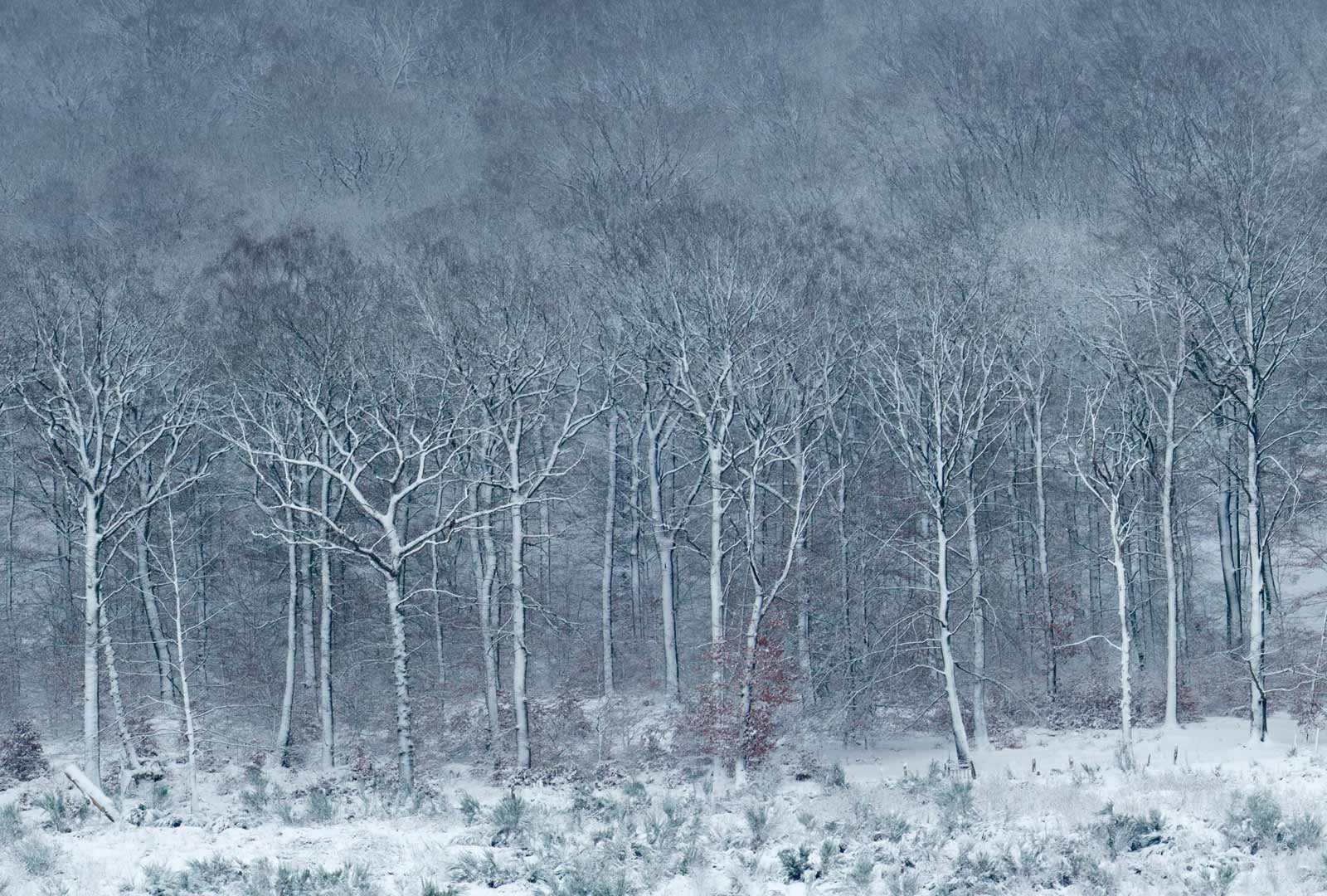 必应壁纸 2019年12月15日 银装素裹的Luzulo-Fagetum山毛榉林，比利时阿登