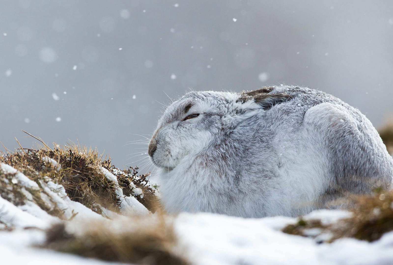必应壁纸 2020年1月1日 一只在暴风雪中蜷缩着的雪兔，英国苏格兰凯恩戈姆斯山脉