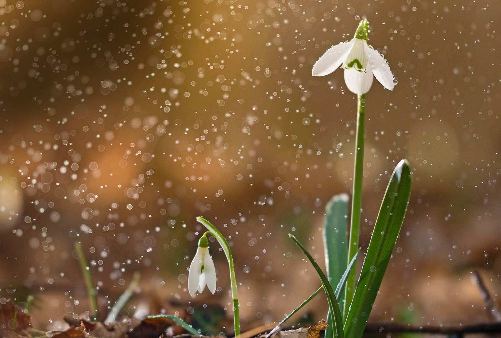 必应壁纸 2020年2月6日 一朵盛开的雪花莲